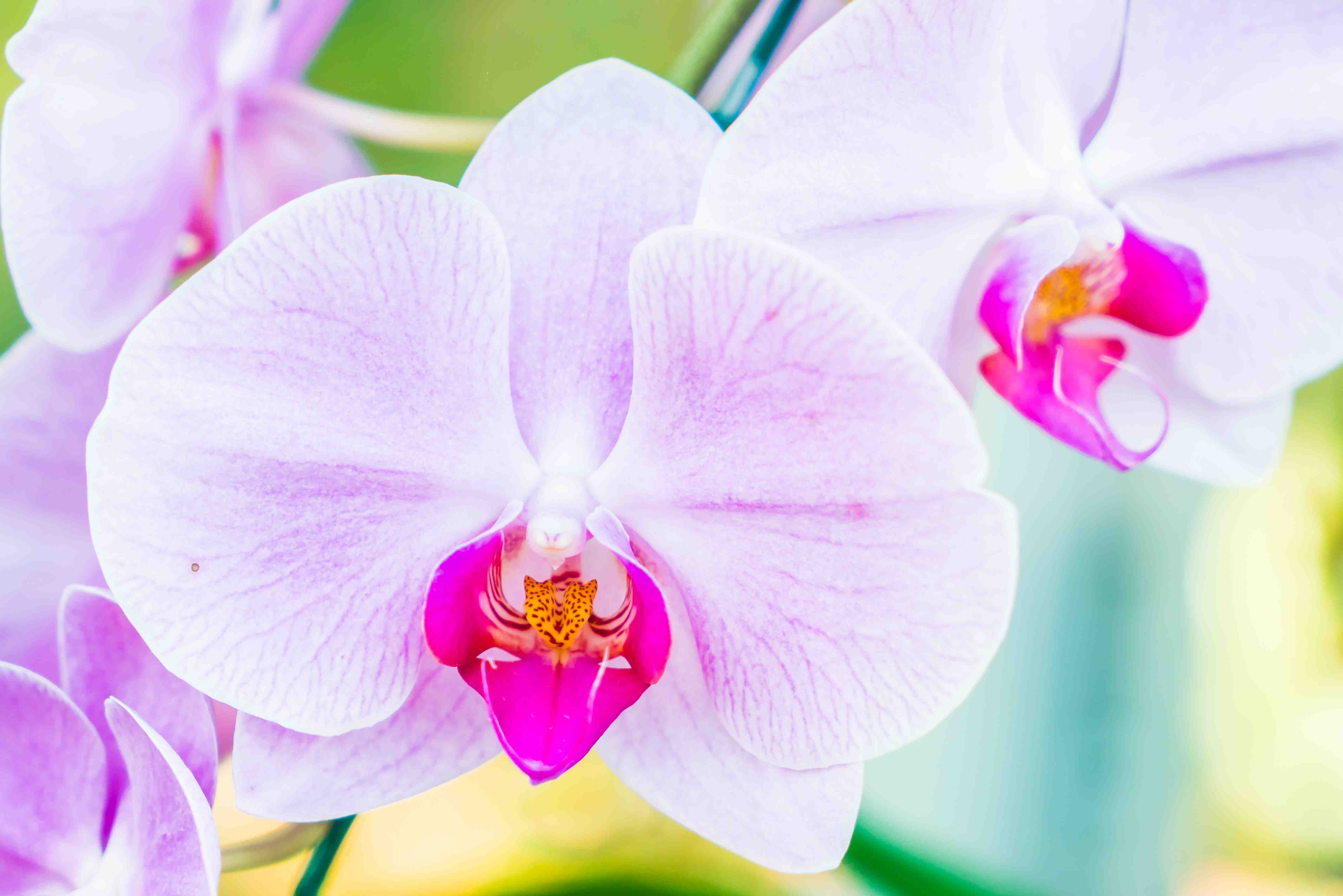 Manual Completo Como Cuidar de Orquídeas + Bônus