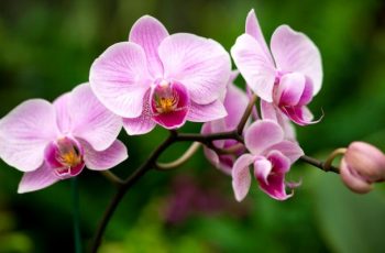 Manual Completo Como Cuidar de Orquídeas + BÔNUS